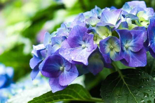 大きい雨垂れ紫陽花２本セット【青紫１本・赤紫１本・青グラデ 